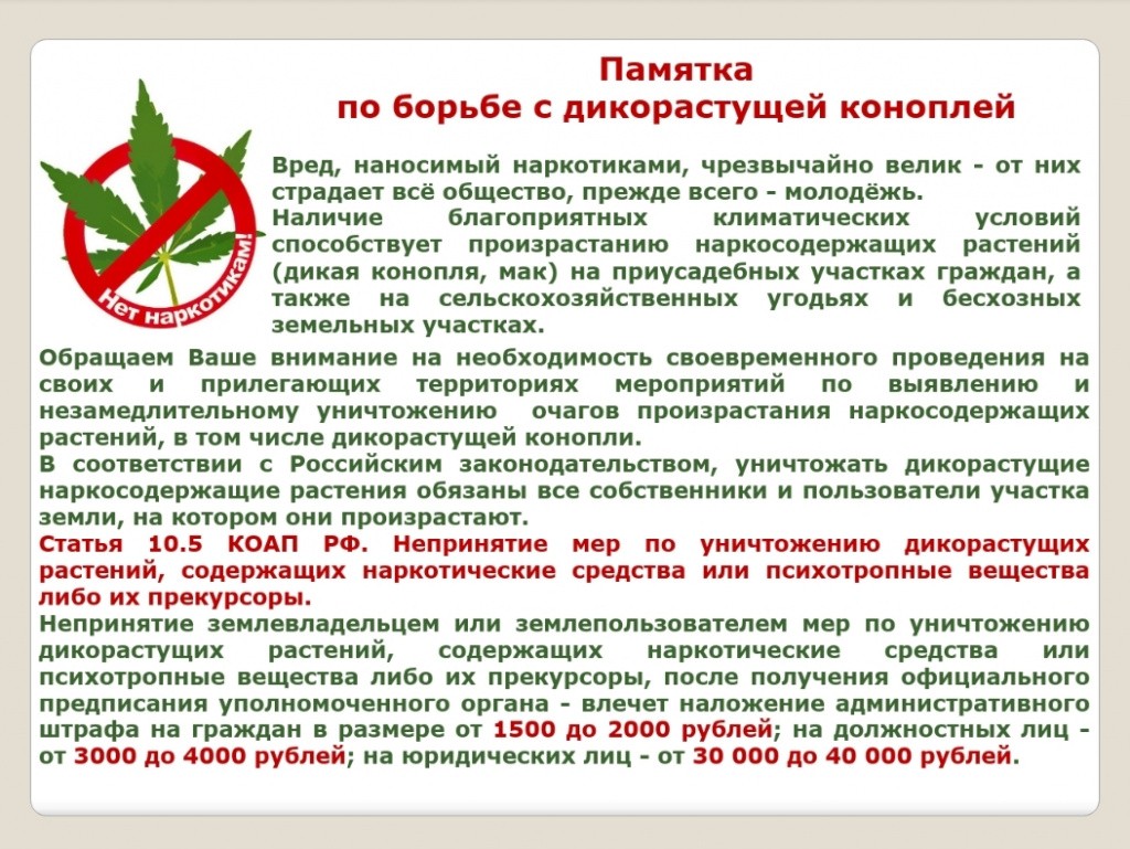 Информация о проведении. Памятка по борьбе с коноплей. Памятки по конопле. Памятки по дикорастущей конопле. Памятка по уничтожению наркосодержащих растений.